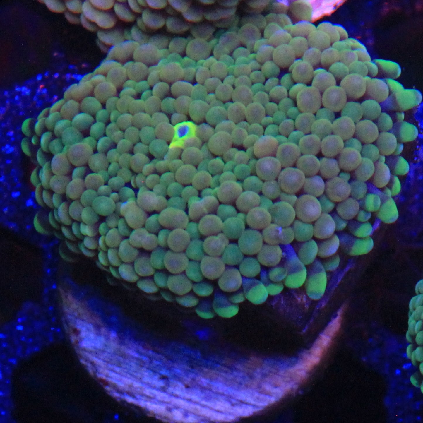 Green Florida Ricordea