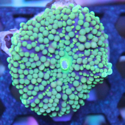 Green Florida Ricordea