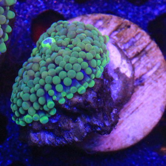 Green Florida Ricordea
