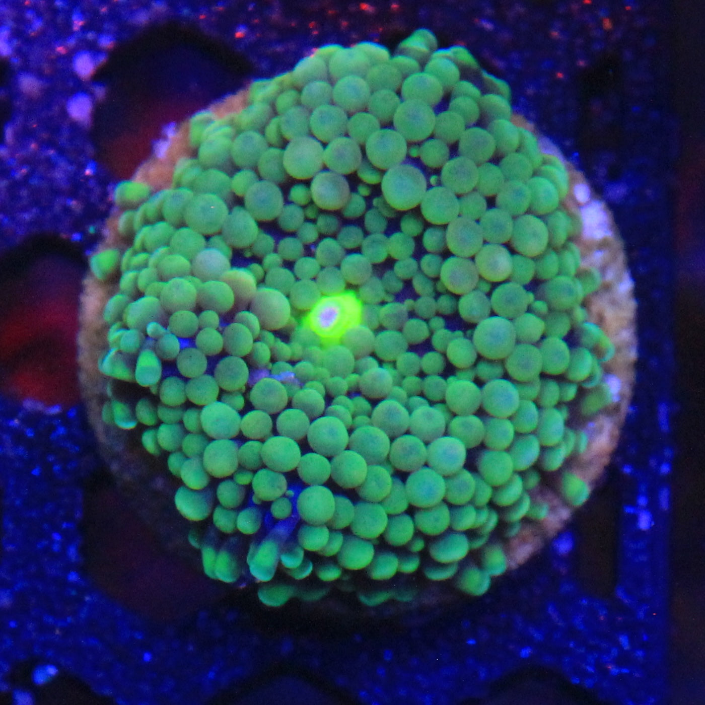 Green Florida Ricordea