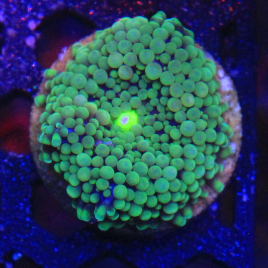 Green Florida Ricordea