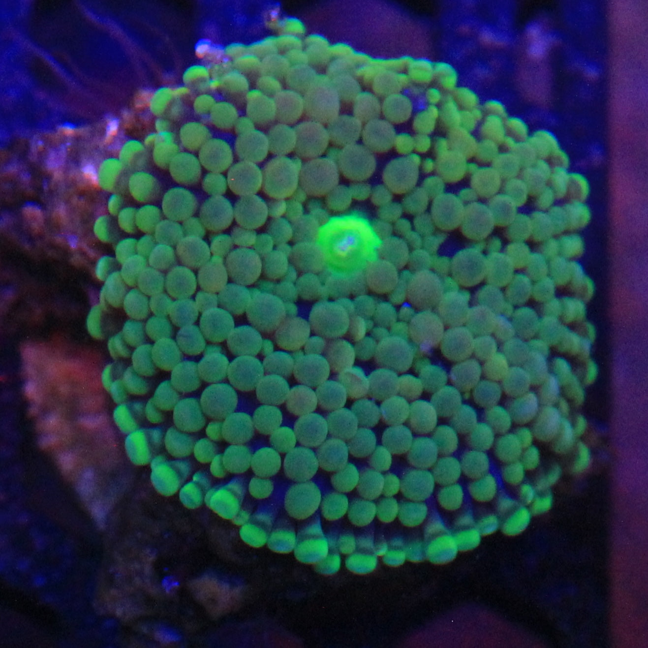 Green Florida Ricordea