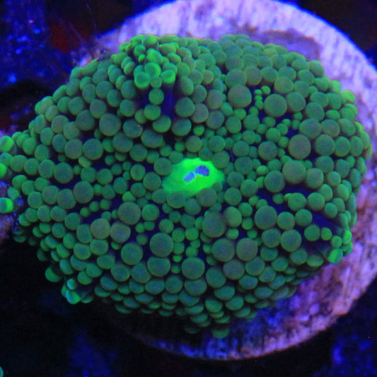 Green Florida Ricordea