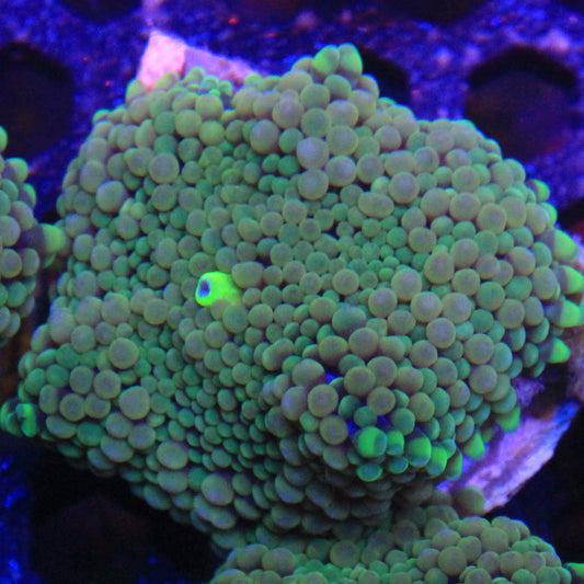 Green Florida Ricordea