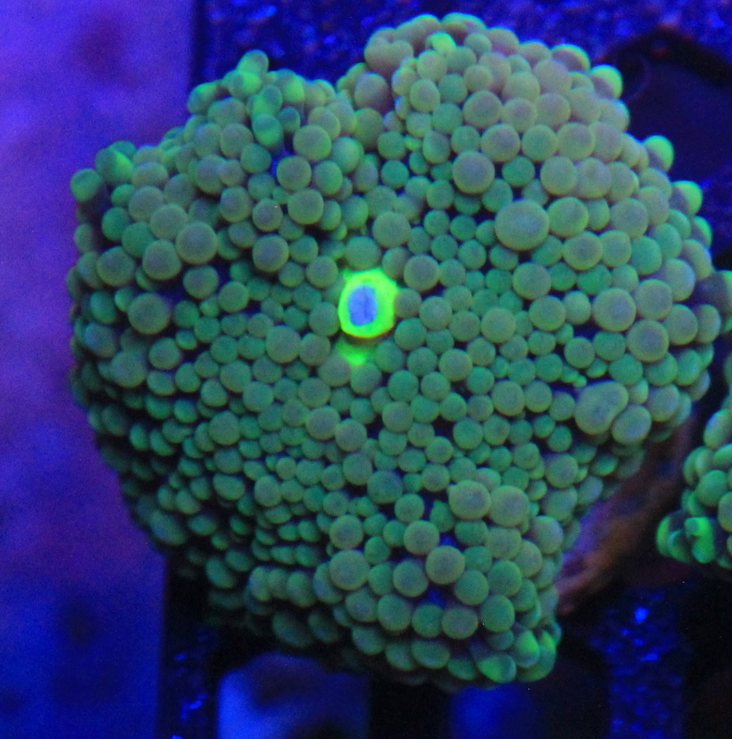 Green Florida Ricordea
