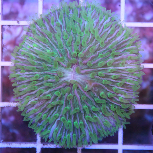 Green Ghost Plate