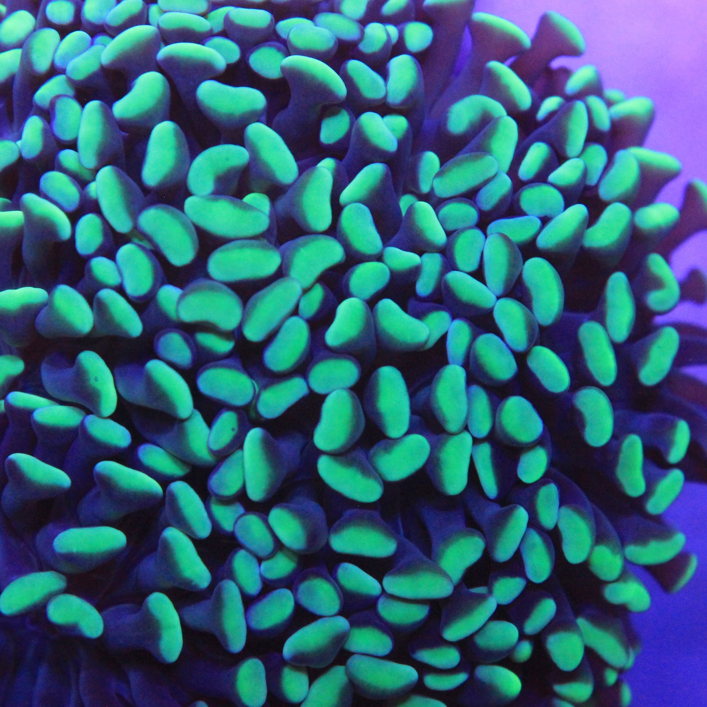 Green Hammer Colony