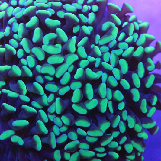 Green Hammer Colony