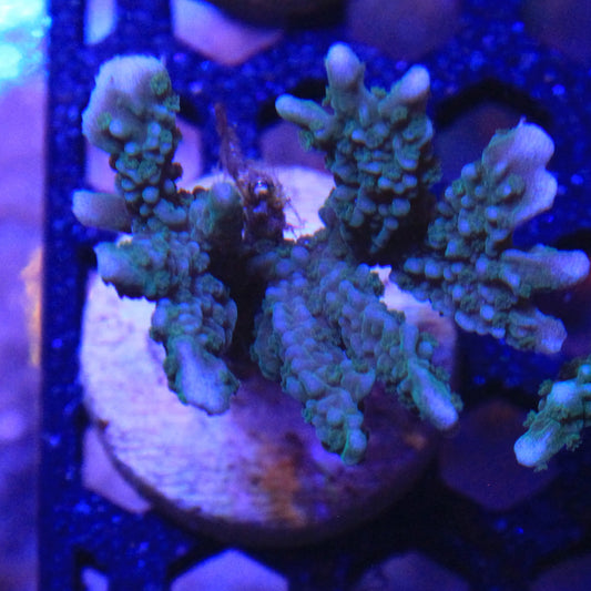 Green Montipora Elkhorn
