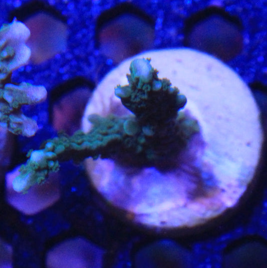 Green Montipora Elkhorn