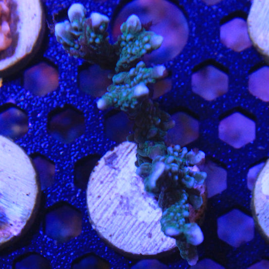 Green Montipora Elkhorn