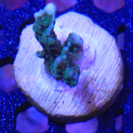 Green Montipora Elkhorn