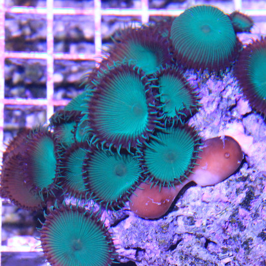 Green Palythoa Mother