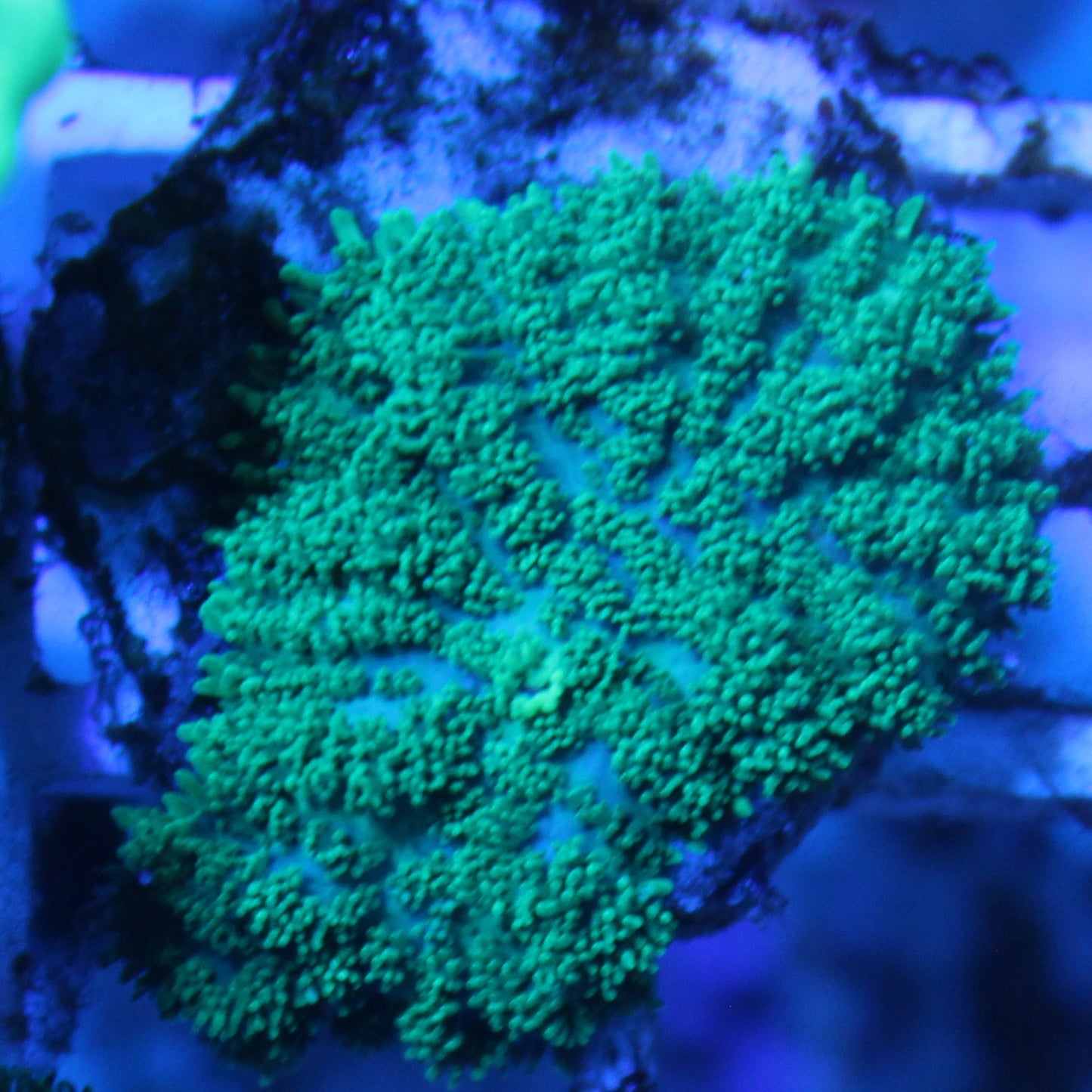 Green Rhodactis Mushroom