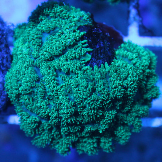 Green Rhodactis Mushroom