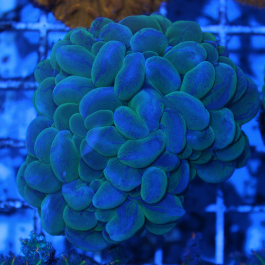 Green Splatter Bubble Coral