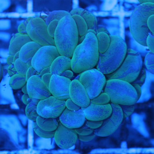 Green Splatter Bubble Coral