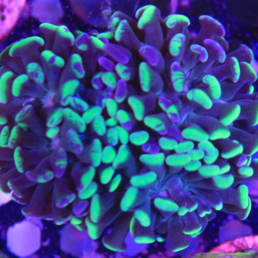 Green Splatter Hammer