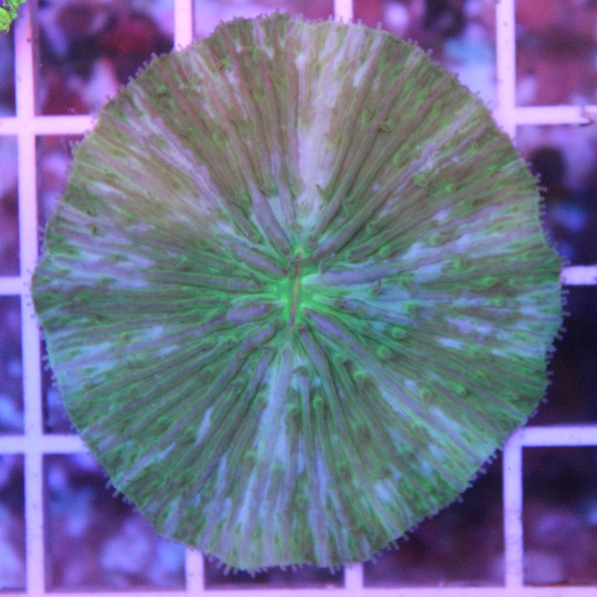 Green Splatter Plate
