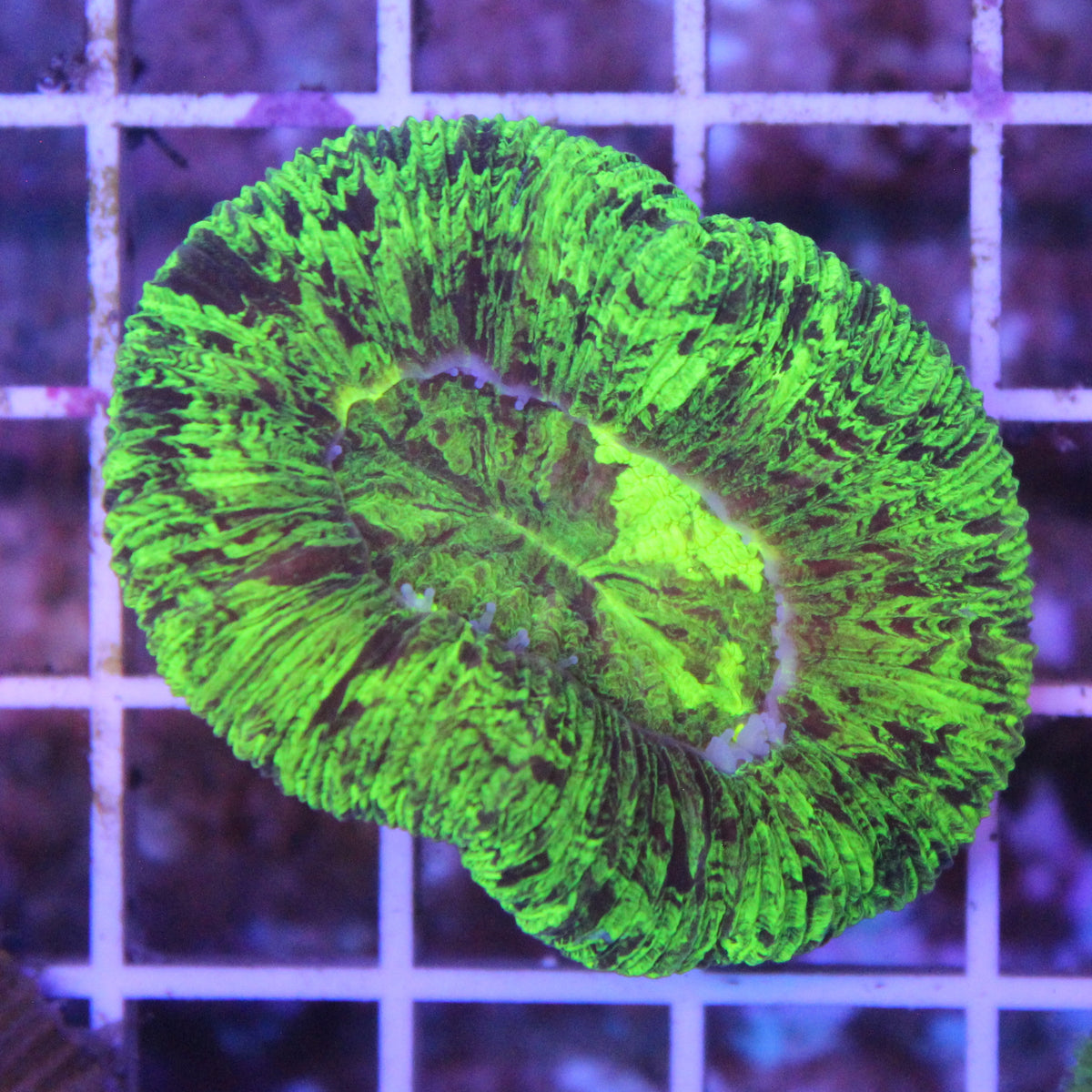 Green Splatter Trachy