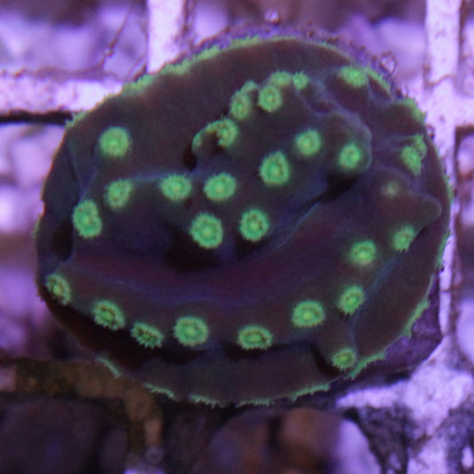Green Turbinaria