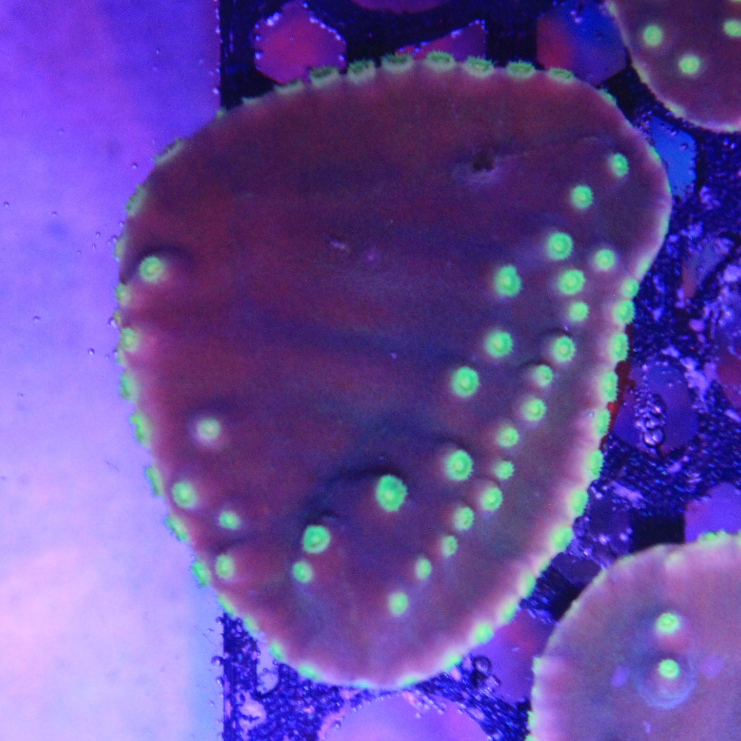 Green Turbinaria Lg