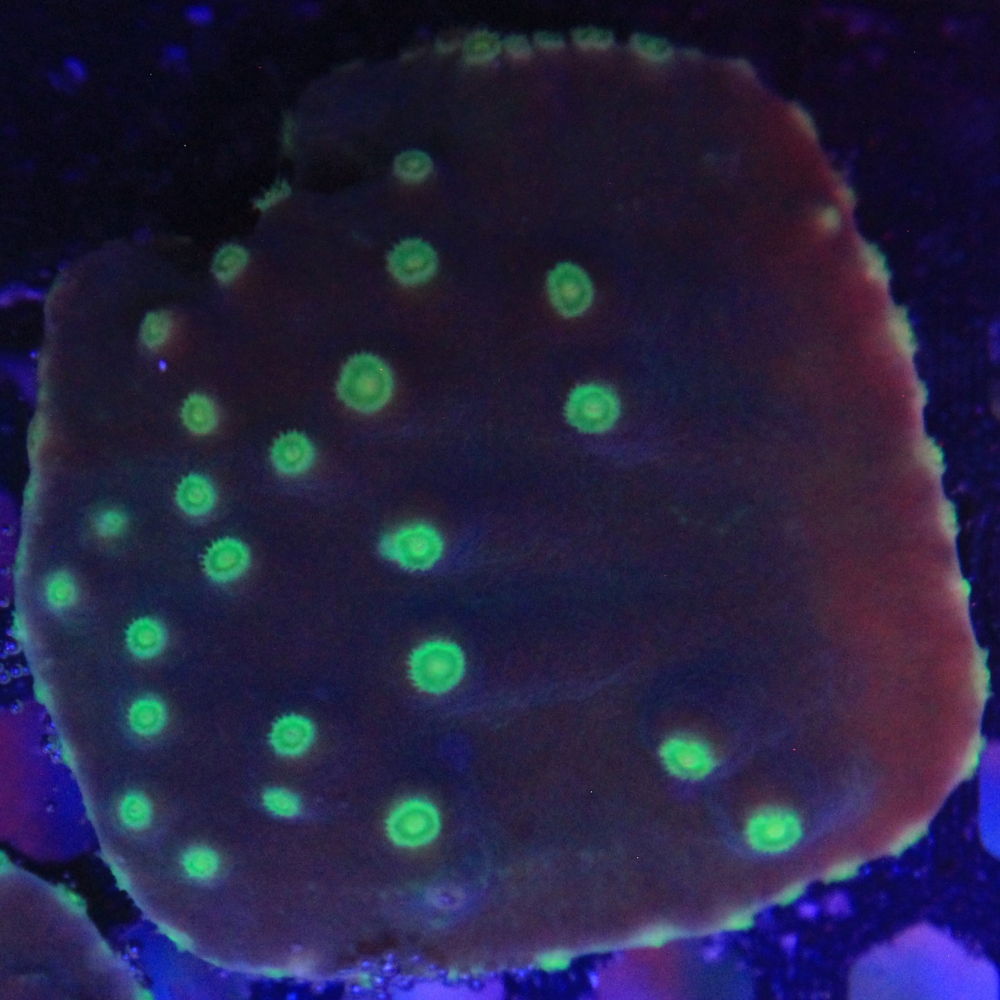 Green Turbinaria Lg