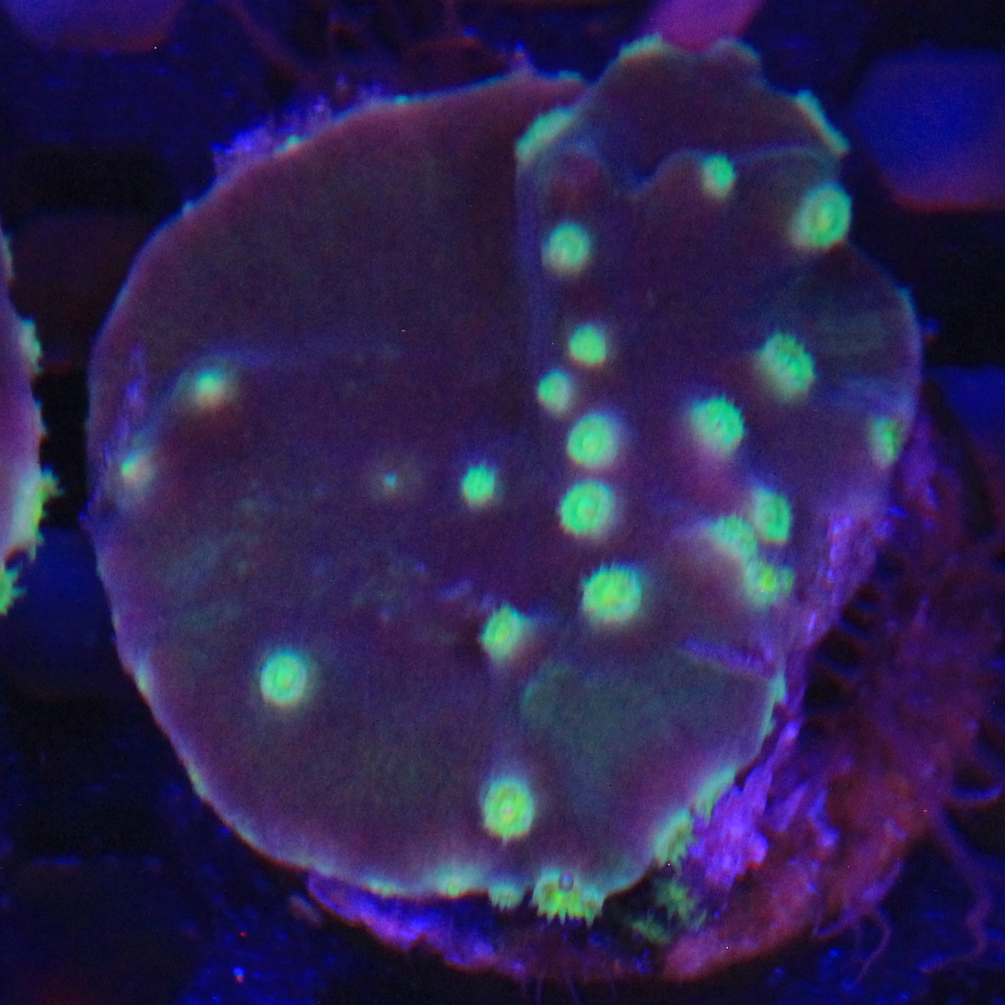 Green Turbinaria sm