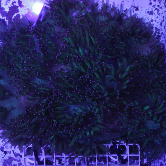 Large Green with Pink Tip Elegance