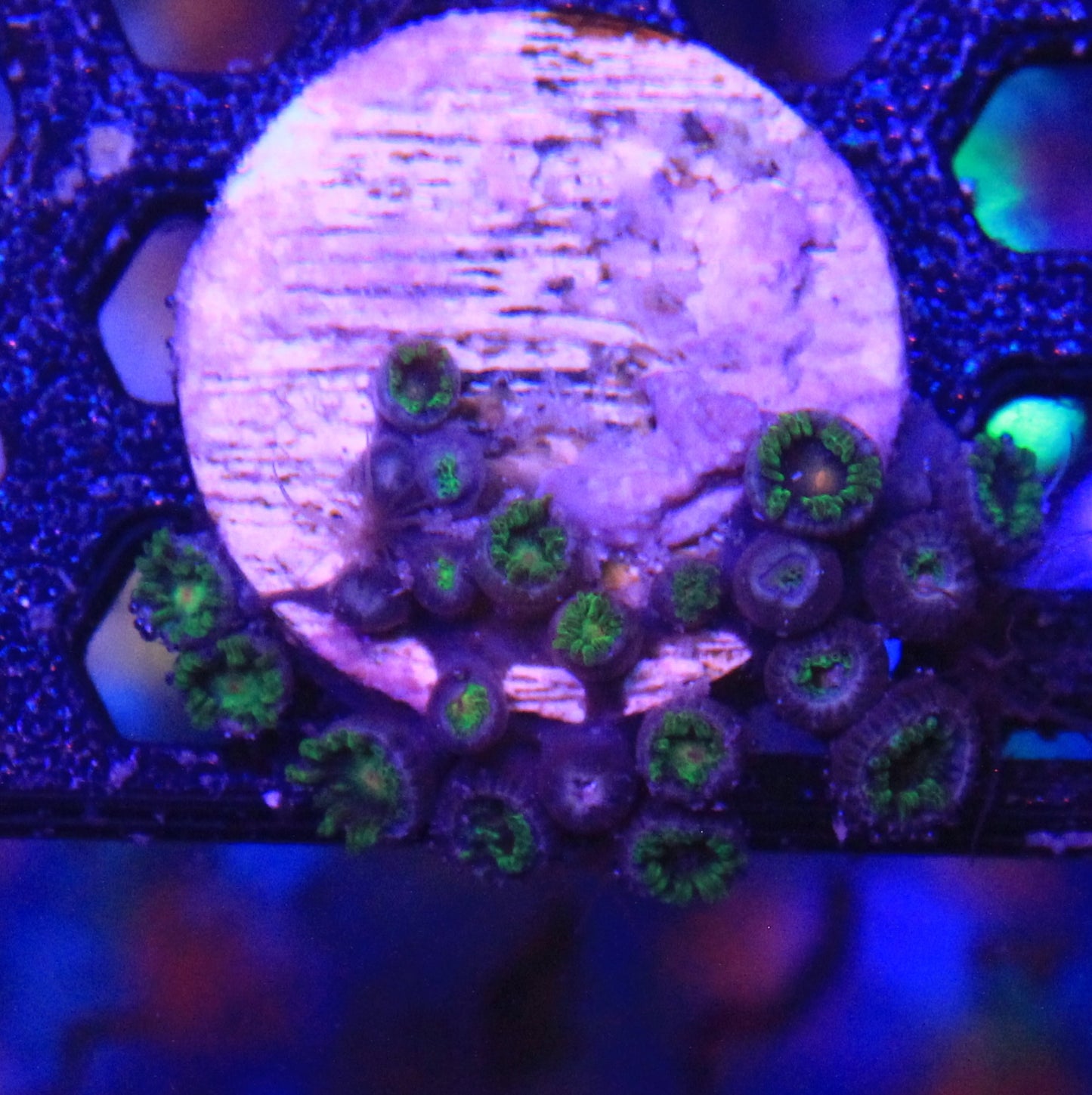 Green Zoa