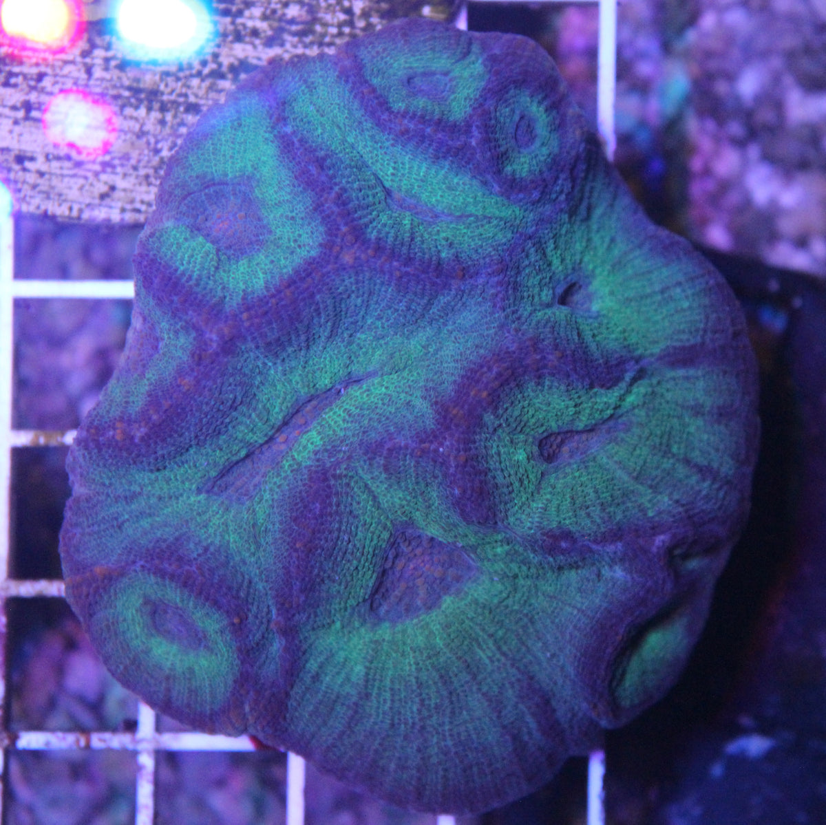 Green/Purple Moseyla
