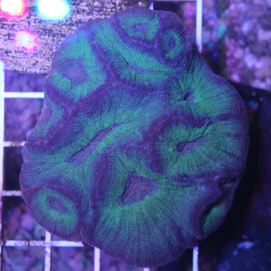 Green/Purple Moseyla