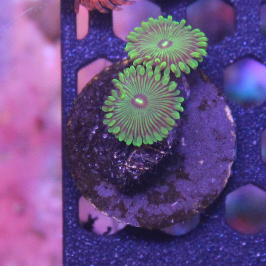Grouchy Green Machine Zoa