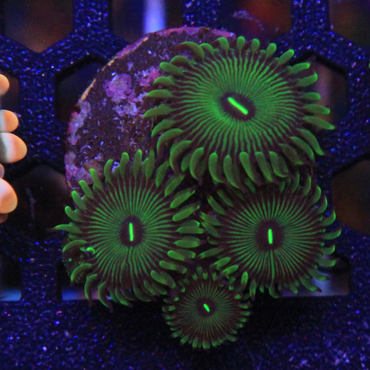 Grouchy Green Zoa