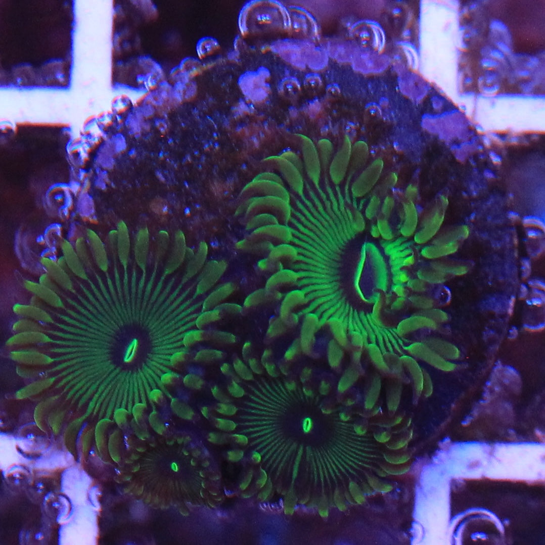 Grouchy Green Zoa