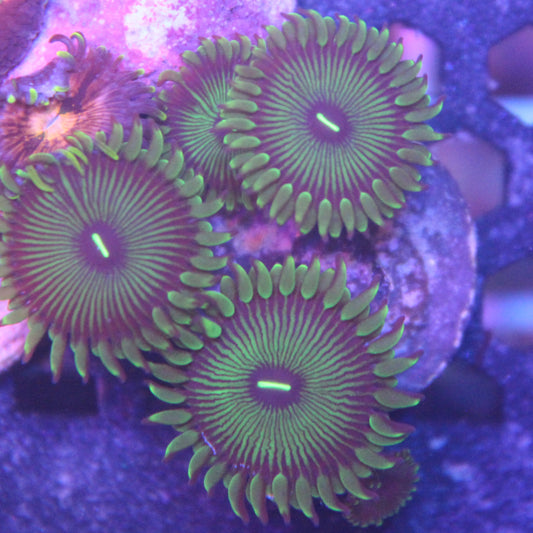 Grouchy Green Machine Zoa