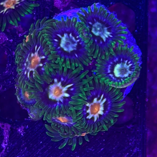 Daisycutter Zoa