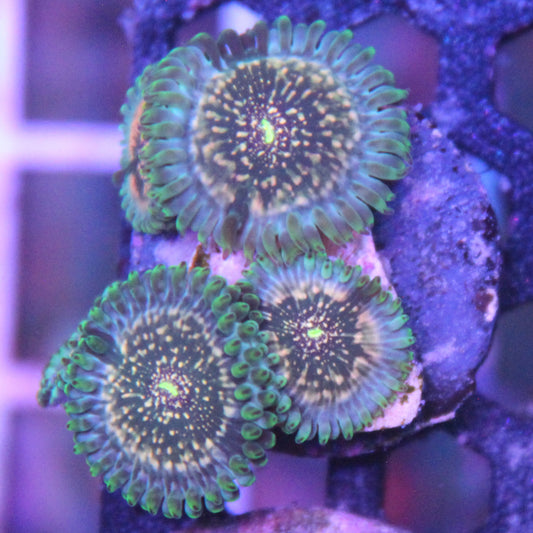 Hawaiian Ding Dang Zoa
