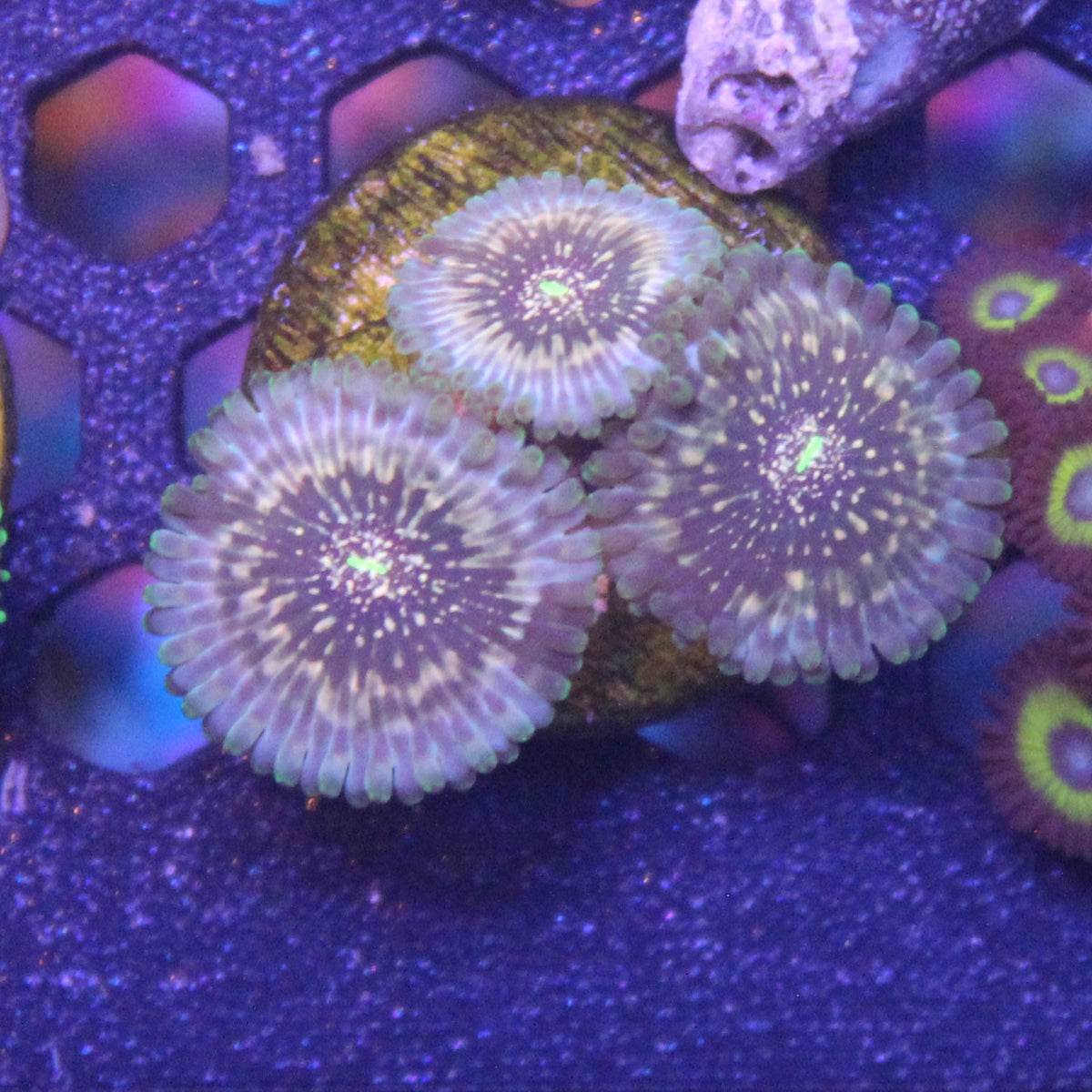 Hawaiian Ding Dong Zoa