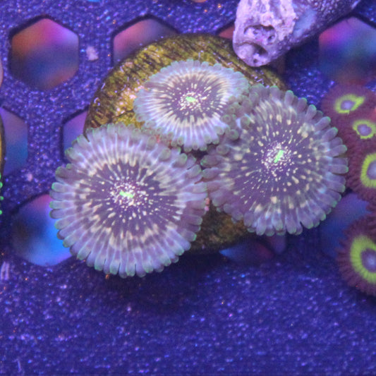 Hawaiian Ding Dong Zoa