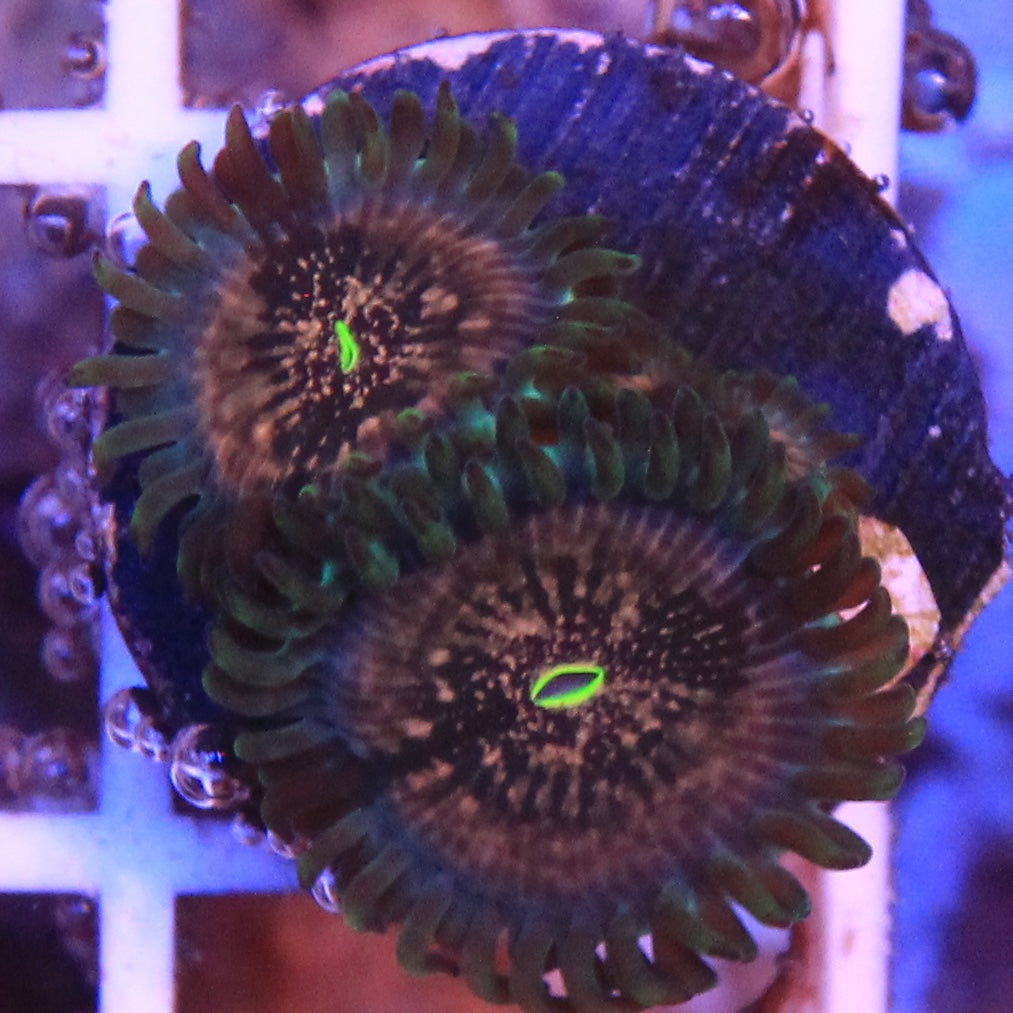 Hawaiian Ding Dang Zoa