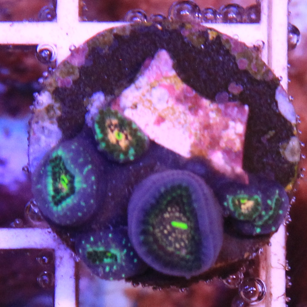 Hawaiian Ding Dang Zoa