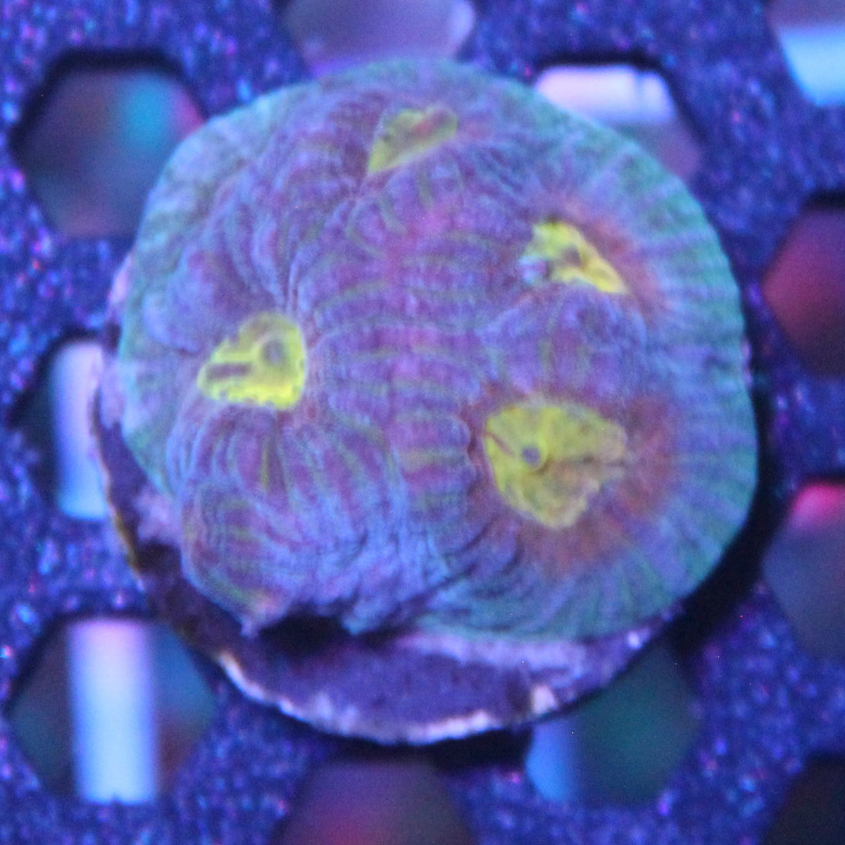 Helios Favia