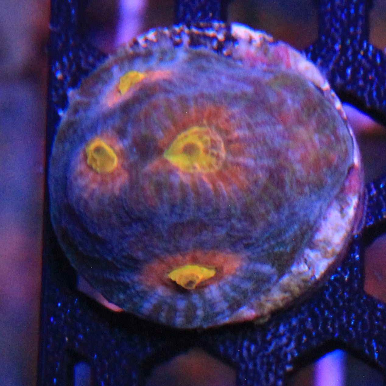 Helios Favia