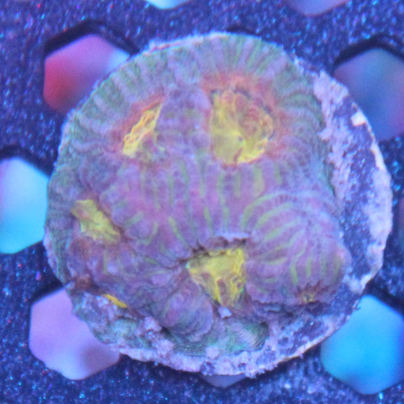 Helios Favia