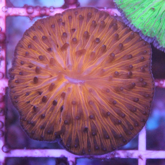 Orange Helmet Fungia