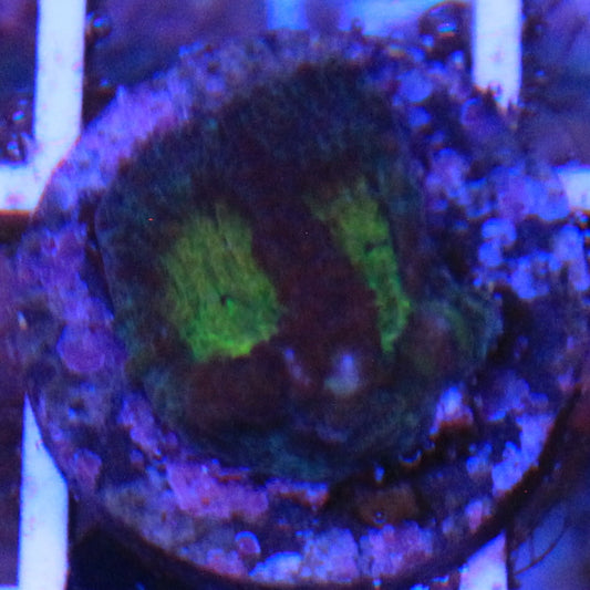 Hypo Tango Favia 