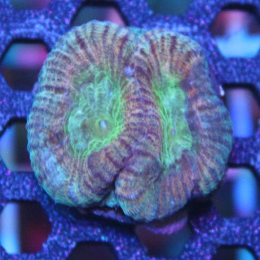 Hypo Tango Favia