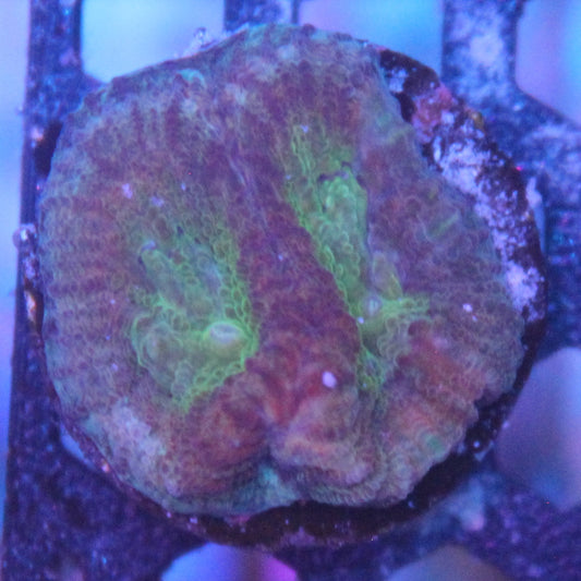 Hypo Tango Favia