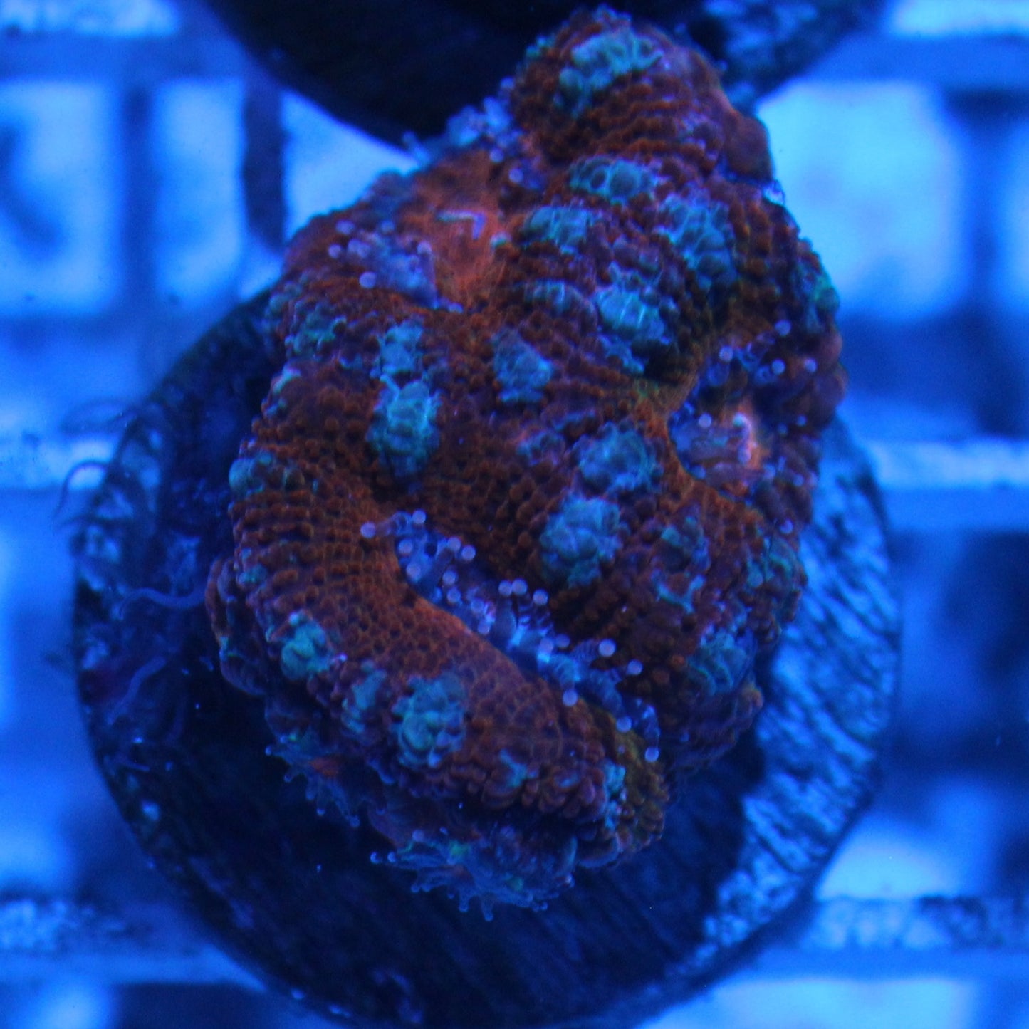 Icy Acan
